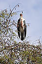 Stork Samburu Kenya